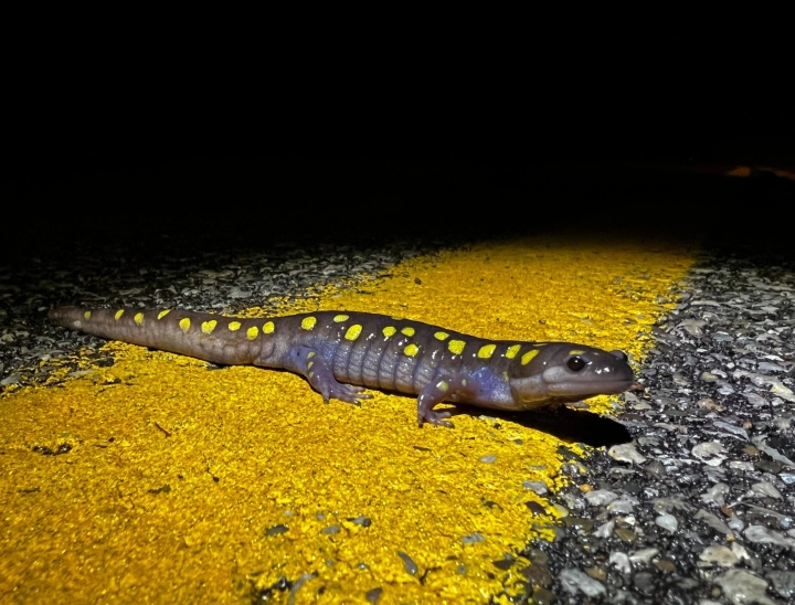 Spotted Salamander